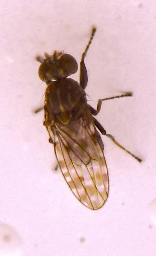 Limnellia quadrata
